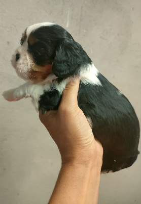 CHIOT